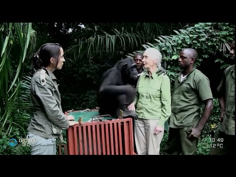 ჯუნგლებში გატარებული 60 წელი -  ჯეინ გუდალის ცხოვრება შიმპანზეებთან ერთად
